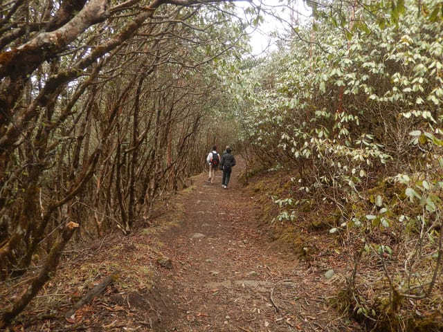 Sandakphu Trek Trail