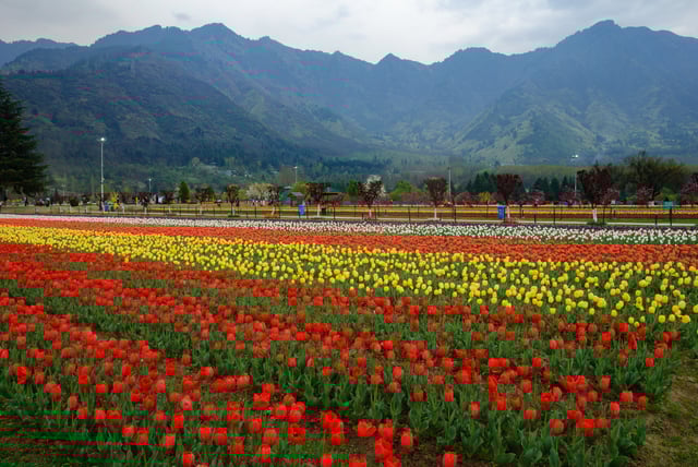 Tulip Garden