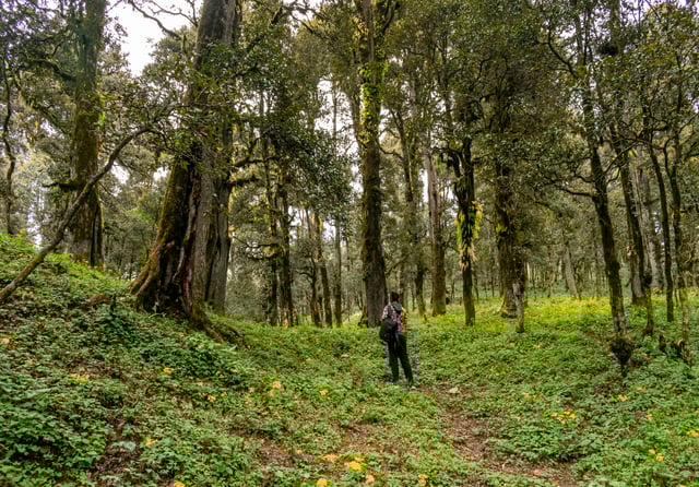 Jibhi Tirthan Trail