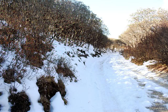 Sandakphu Trek Snow