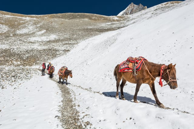 manaslu-pack-mules-trail