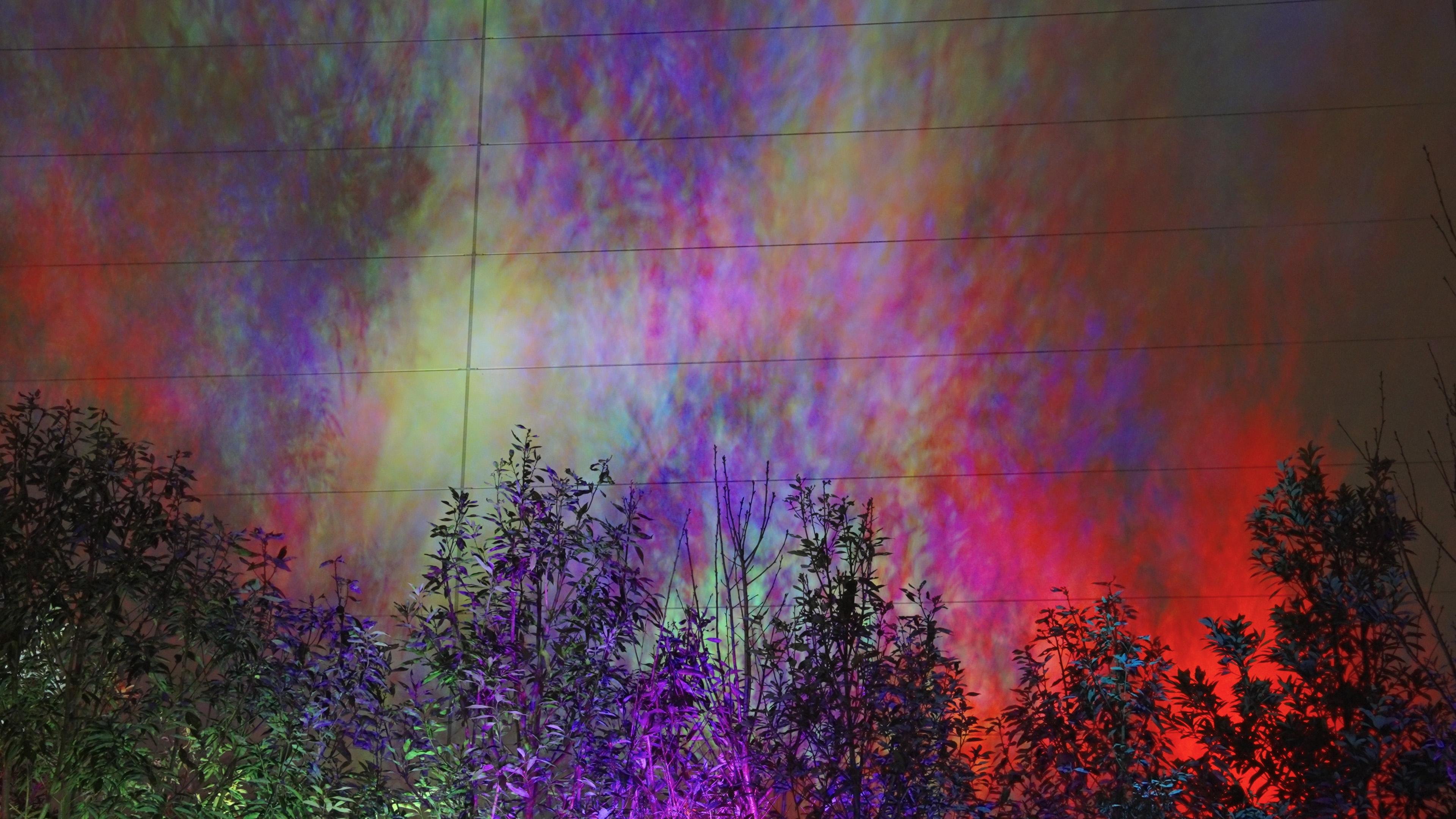 風と森の抽象画 - Dusk to Dawn / Forest, Wind and Light Paintings