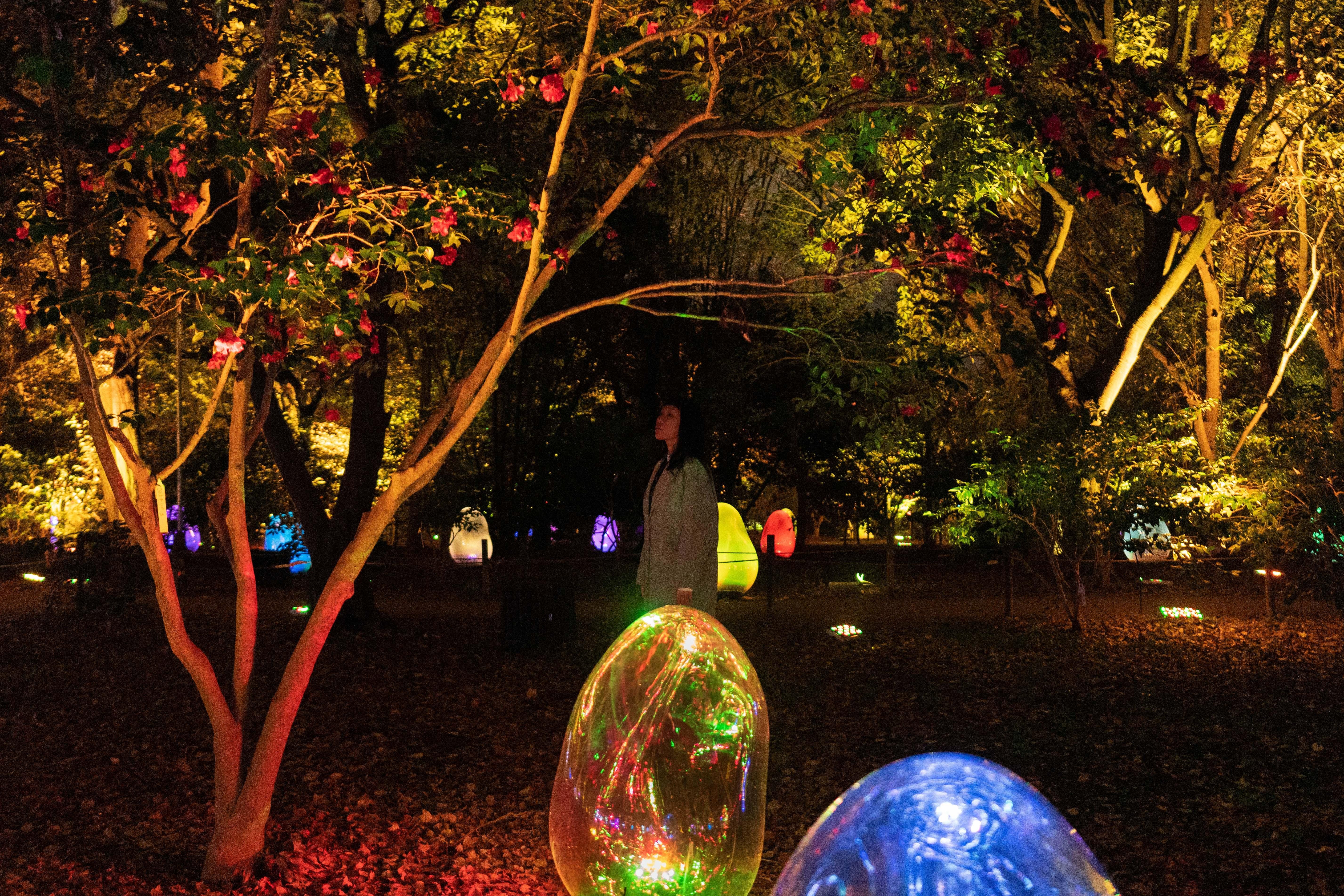 ツバキ園の呼応する小宇宙 - 固形化された光の色, Dusk to Dawn