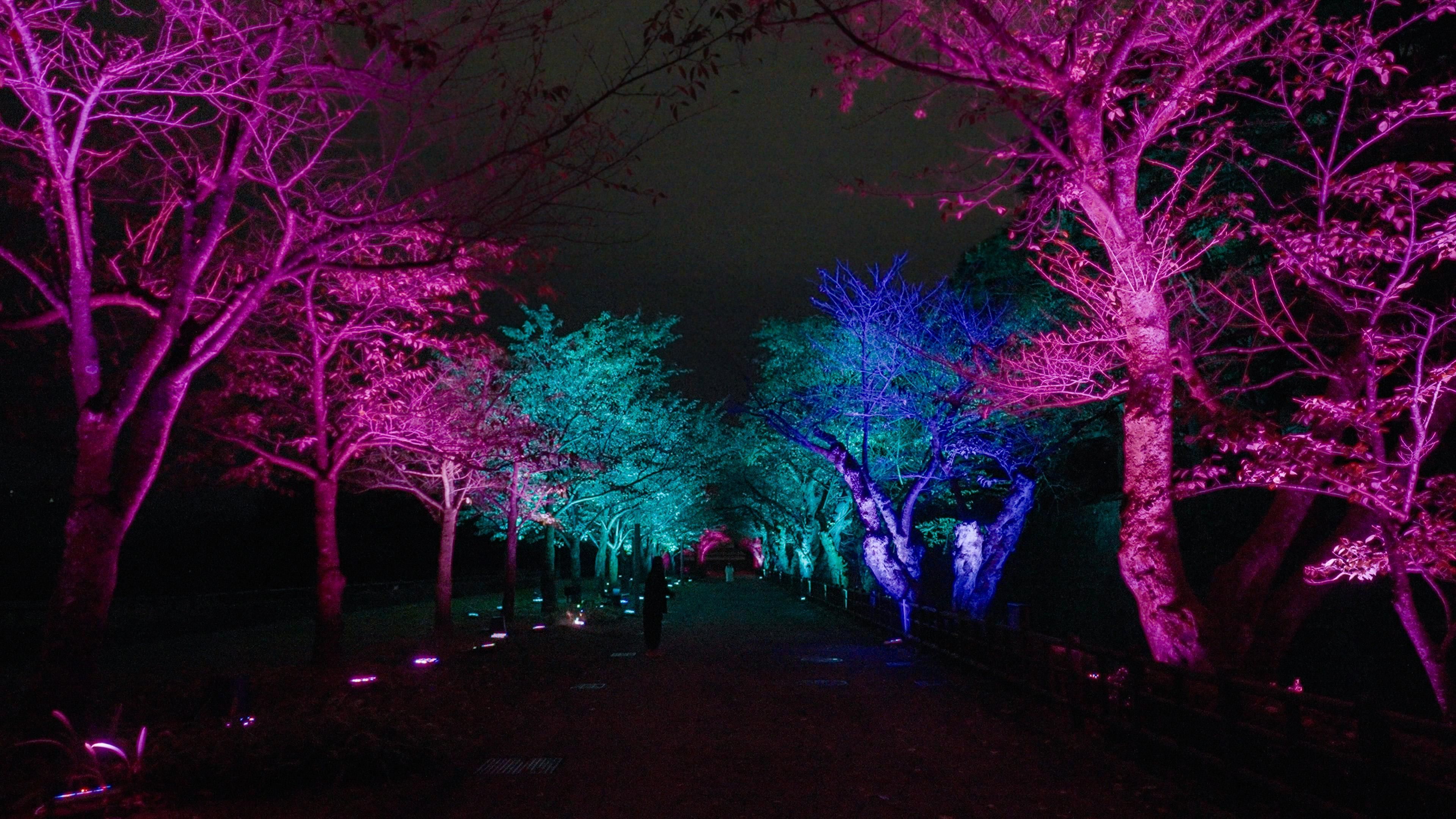 呼応する木々 / Resonating Trees | teamLab / チームラボ
