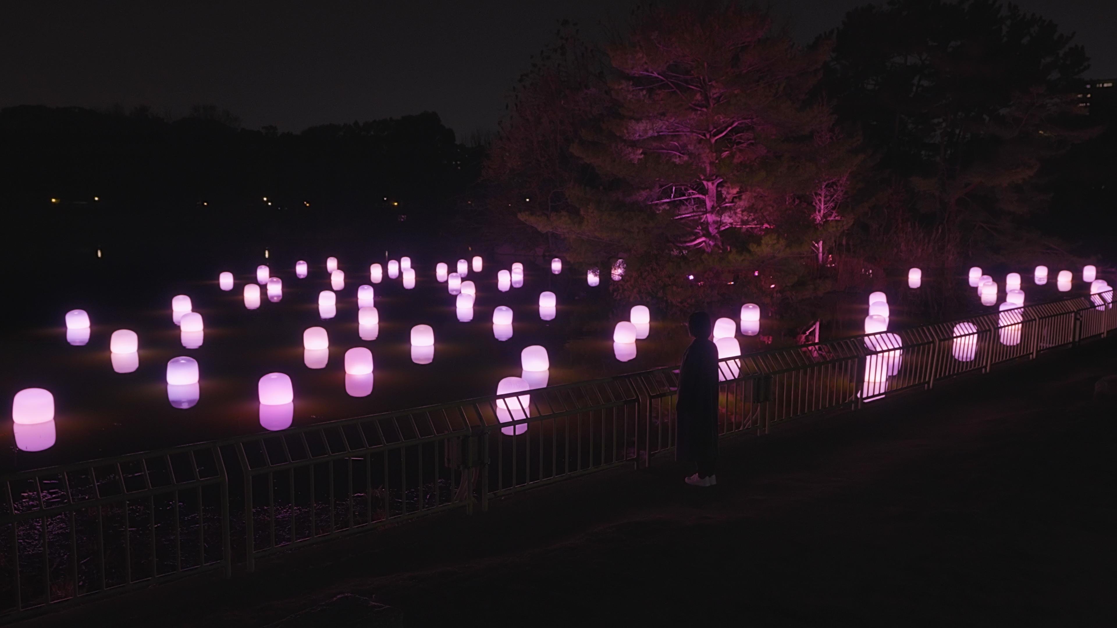 大池に浮遊する呼応するランプ - 曖昧な桜 / Floating Resonating