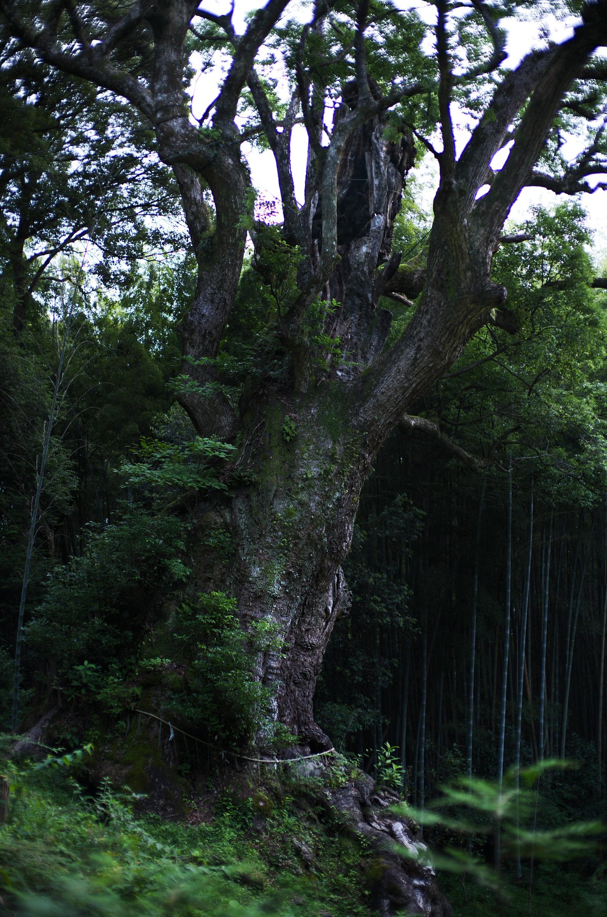 神々の糧 : 太古の知恵の木を求めて 植物とドラッグ、そして人間進化の歴史再考 神々の糧(ドラッグ): 太古の知恵の木を求めて | テレンス