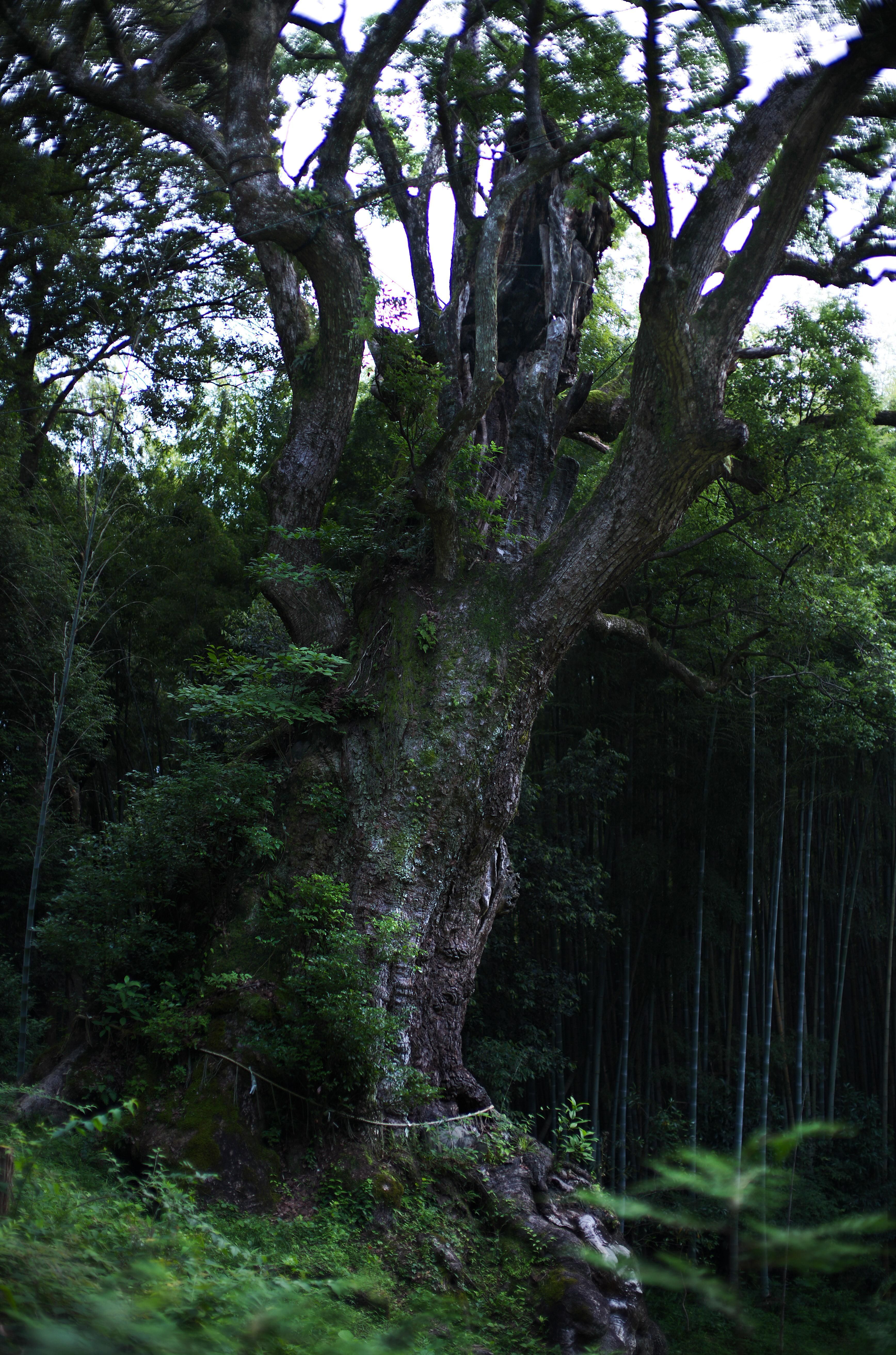 古えの巨神木へ続く発掘された道 / Excavated Path Leading to