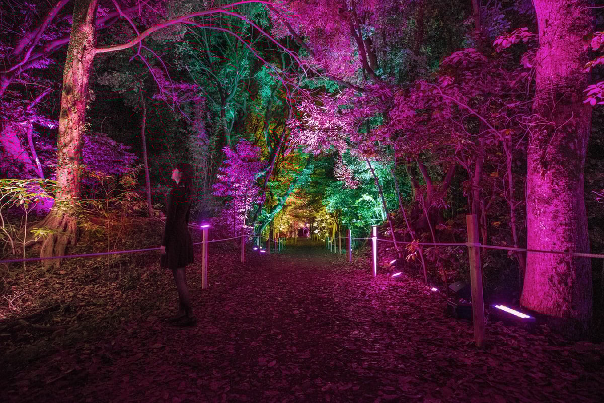 趣味・スポーツ・実用 TREE OF LIFE by ILYA 呼応する森と城跡 - 玖島崎樹叢 / Resonating Forest and Castle Ruins