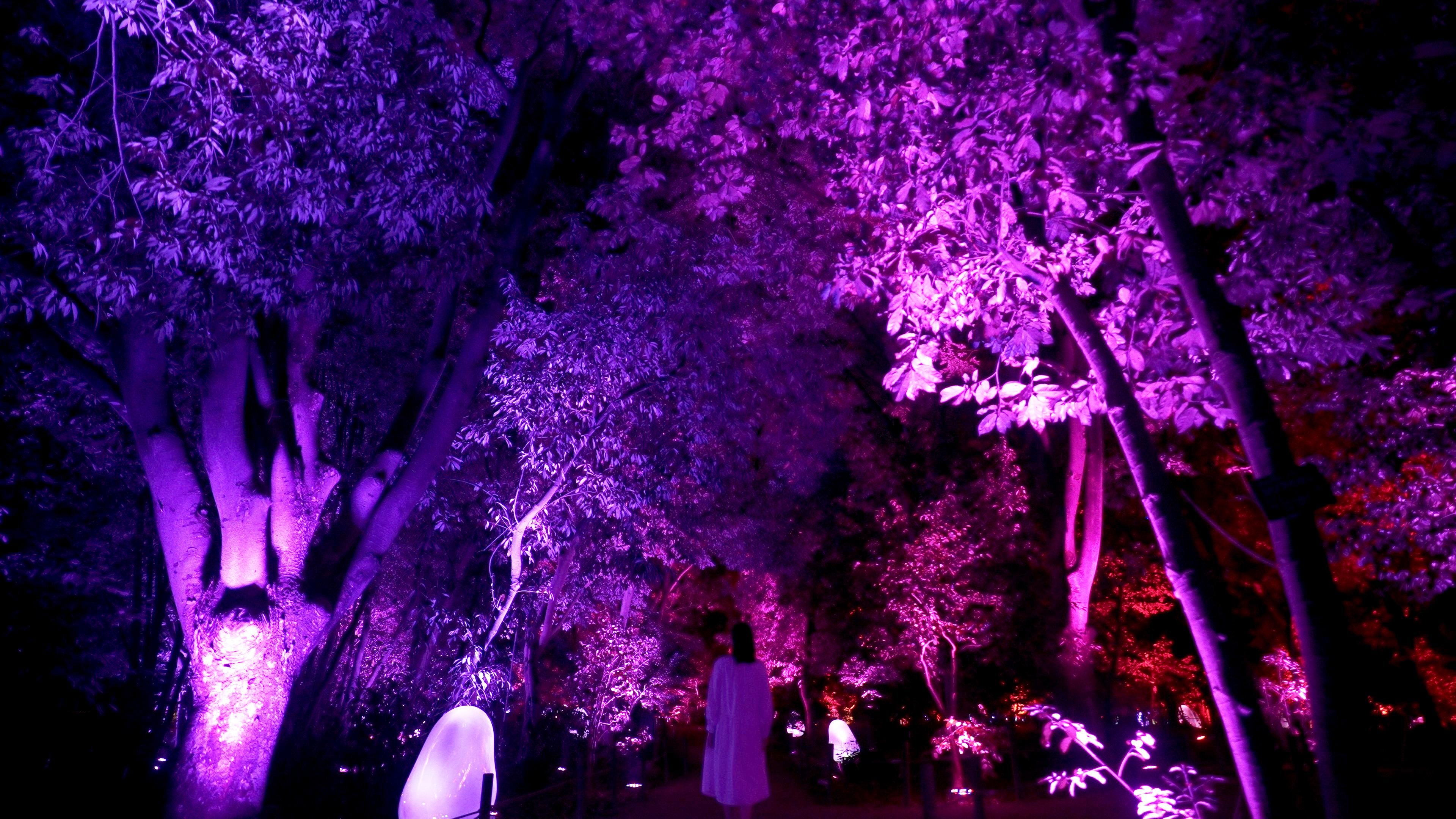 呼応するツバキ園 / Resonating Common Camellia Garden