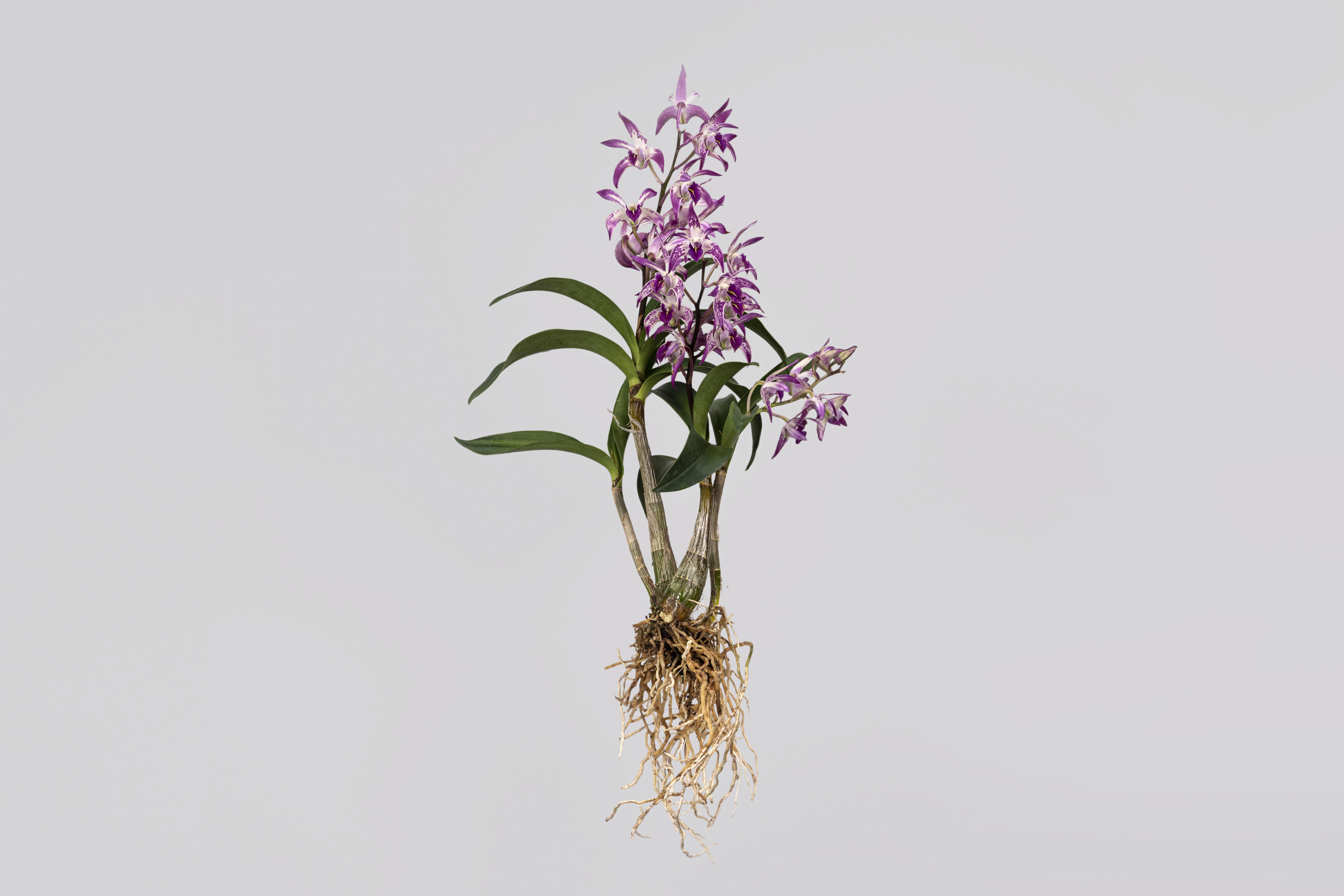 展示テーマ画像