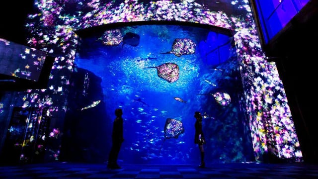 えのすい×チームラボ ナイトワンダーアクアリウム 2015 | teamLab