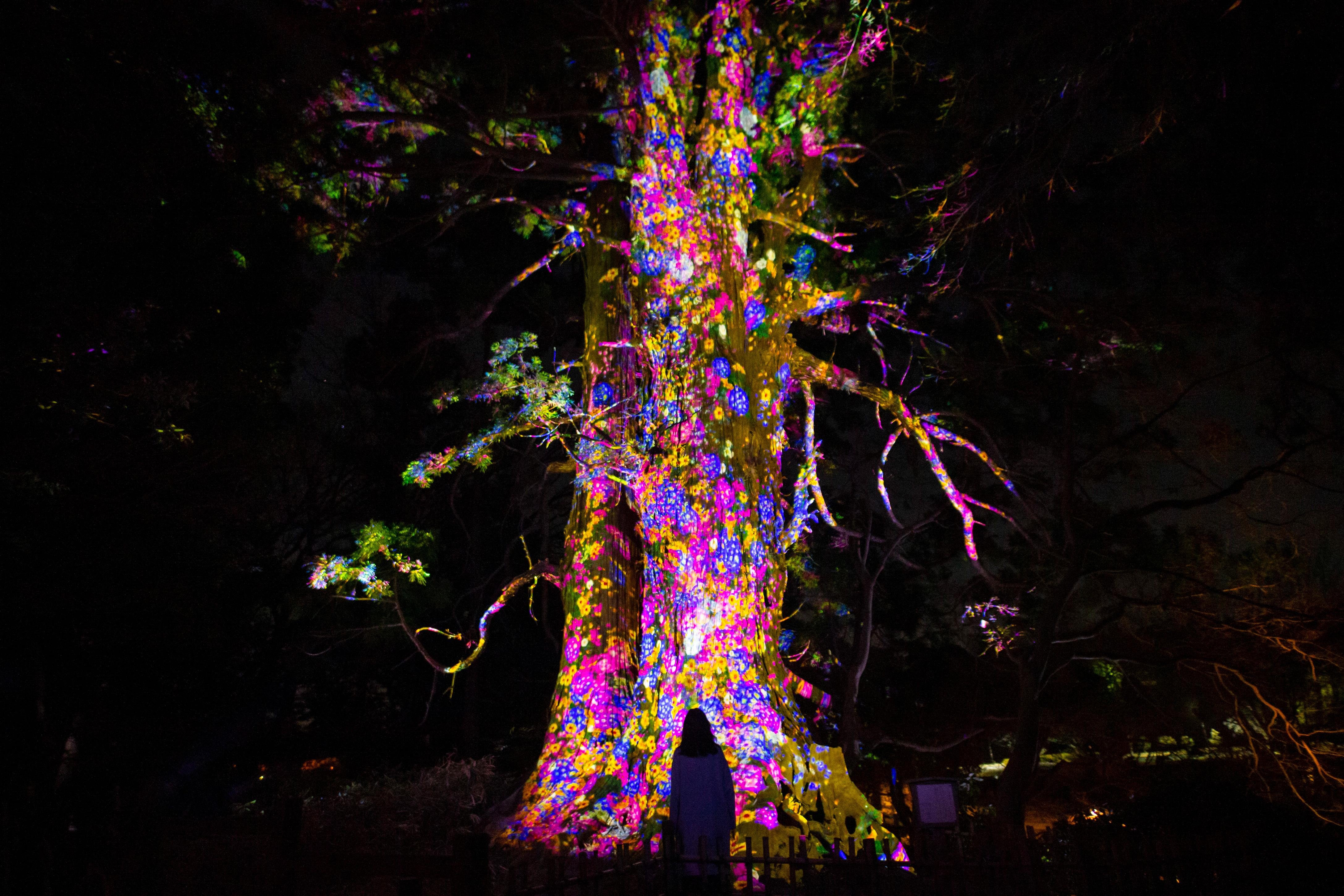 増殖する生命の巨木 - 太郎杉 / Ever Blossoming Life Tree - Giant