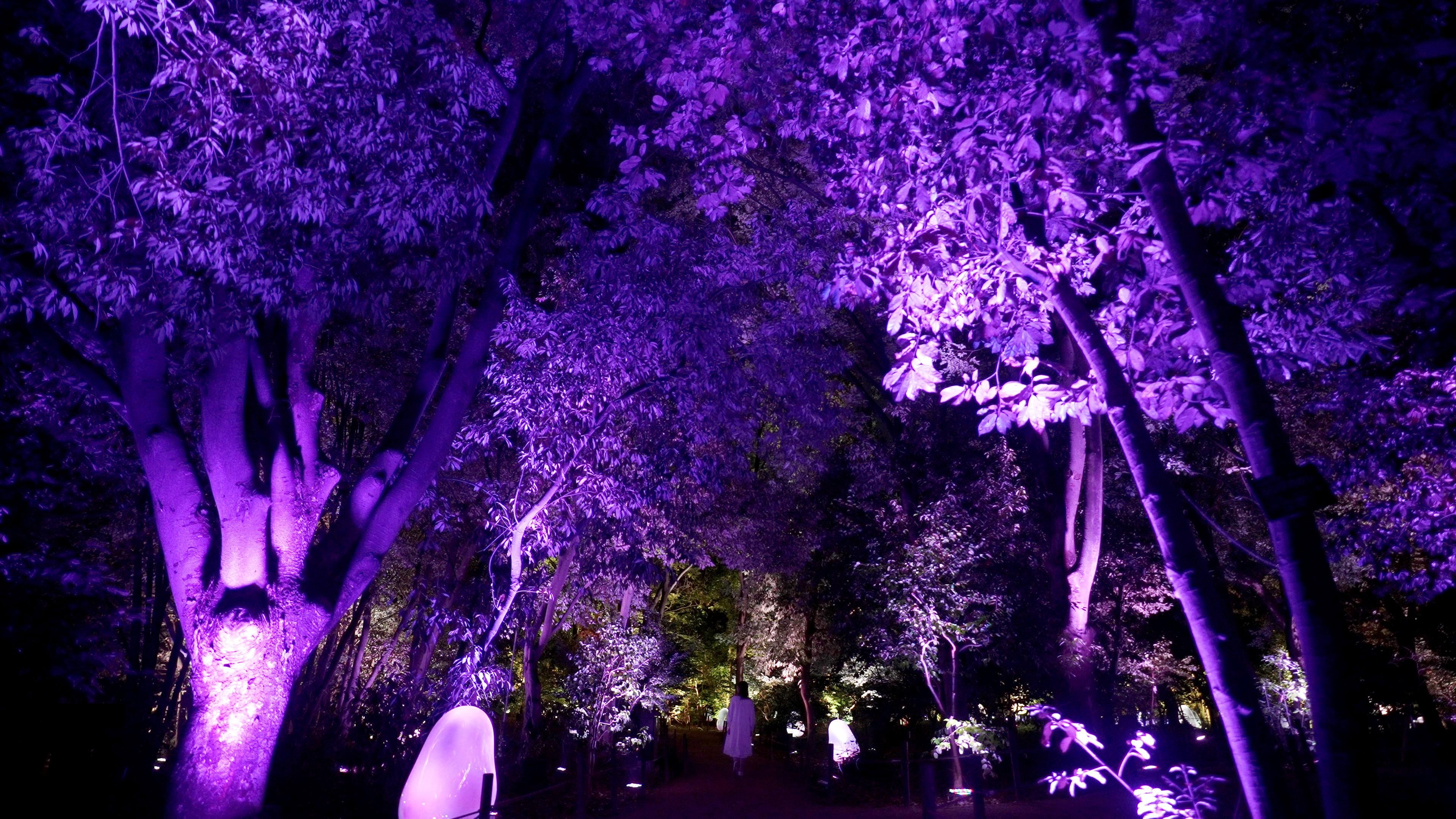 呼応するツバキ園 / Resonating Common Camellia Garden