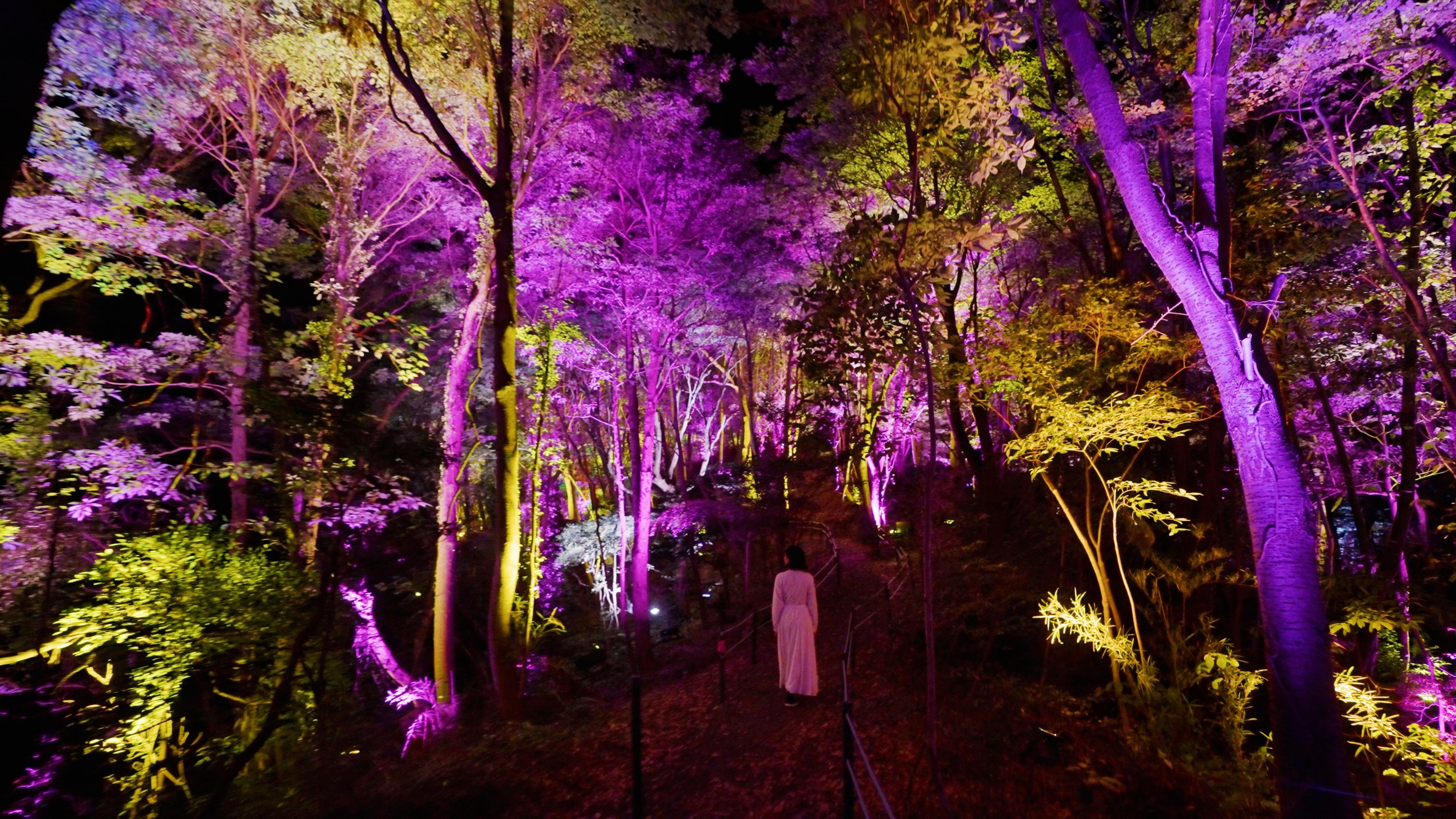 幽谷の呼応する森 / Resonating Secret Valley and Forest | teamLab