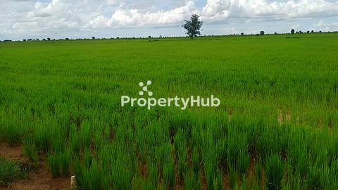 ដីស្រែ លក់ចំនួន 3ហិតា