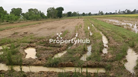 ដីស្រែជាប់ប្រឡាយ 50