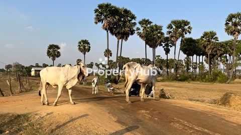 Land for sell at Kompong speur