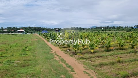 ⚡️ដីសម្រាប់លក់ មានចំការដូងក្រអូបនិងដូងប៉ាល់ 1,000ដេីម ទំហំផ្លូវ15m ចំងាយ63km ពីភ