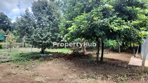 ដីលក់មានដំណាំទុរេននិងសាវម៉ាវ