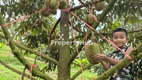 ធុរេនប្រមូលផលលក់បន្ទាន់