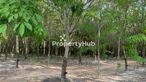 ចំការកៅស៊ូ​កំពុងប្រមូលផល​ សម្រាប់លក់