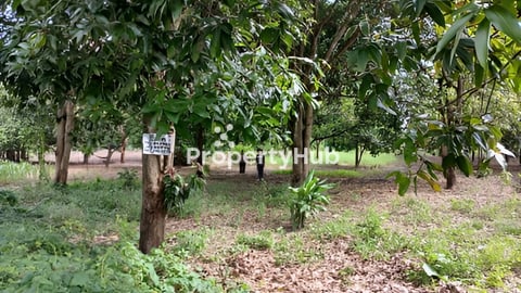 ដីភូមិលក់បន្ទាន់បន្ទាន់ នៅម្តំុ ផ្សាព្រែកថ្មី ឃ៊ុម គគីធំ ស្រុកគៀនស្វាយ