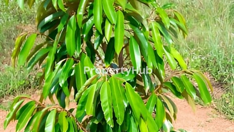 ដីលំហែផ្ទាល់ខ្លួនលក្ខណៈគ្រួសារ បងប្អូន មិត្តភក្តិ