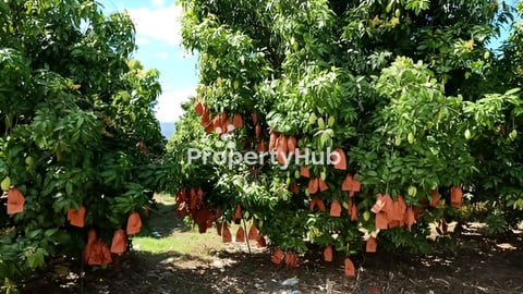 ដីចំការស្វាយលក់-Mango farm for sale Kiriroom mountian