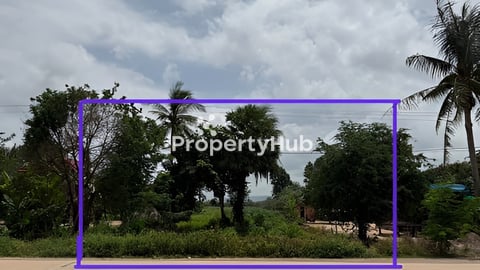 លក់ ដីសៀមរាប ពាក់ស្នែង ប្រញាប់លុយ