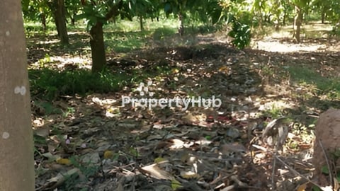 ដីលក់បន្ទាន់