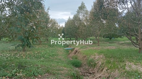 ដីចំការទុរេនលក់:  នៅស្រុកឈូក  ខេត្តកំពត