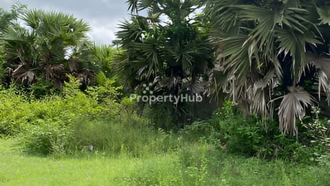 លក់ដើមត្នោត២ដើមដែលកាប់សំរាប់ជាងធ្វើតុ ទូ និងរបស់ផ្សេងៗ