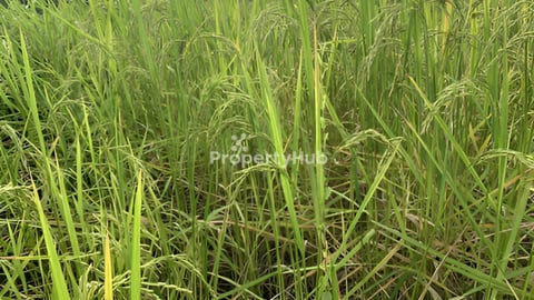 លក់ដី3.5ហិតា