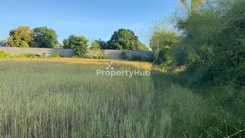 ដីស្រែជាប់ផ្លូវ