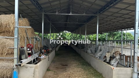 ដីលក់បន្ទាន់ កុងត្រាជួលត្រឡប់មកវិញរយះពេល5ឆ្នាំ