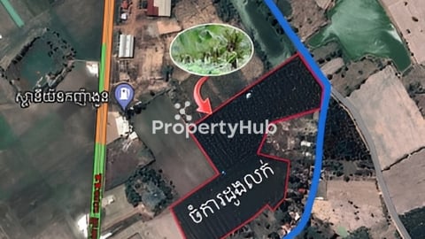 ចំការដូងសម្រាប់លក់