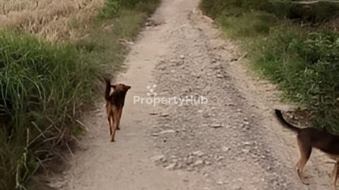 ដីលក់បន្ទាន់