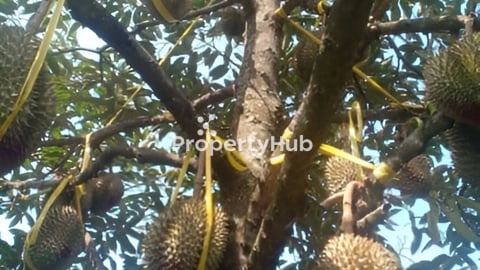 🌏​ ខេត្ត​កែប​ ចំការទុរេនលក់