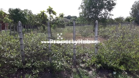 ដីលក់នៅសៀមរាប