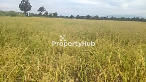 ដីធ្វើស្រែ ដាំស្រូវ ឬដាំបន្លែសរីរាង្គ