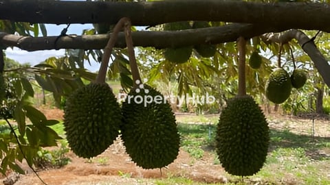 ដីចំការធុរេនលក់បន្ទាន់នៅកំពត