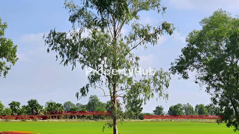 ដីជាប់ផ្លូវ30ម៉ែត្រ នៅក្រោយប្រលានយន្តហោះថ្មី