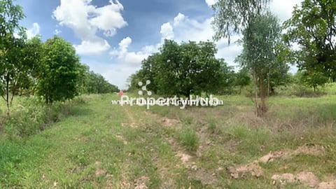 ដីចំការស្វាយ សម្រាប់ជួលម៉ៅការ