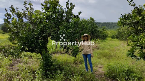 ដីលក់លើផ្លូវជាតិលេខ 55​ ក្រវ៉ាញ ពោធិ៍សាត់​m2