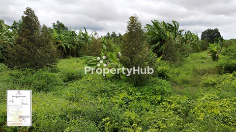 ចំការទុរេន  លក់បន្ទាន់ខ្លាំងក្រោមទីផ្សារ 50%