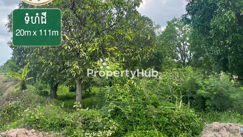 #ដីចំការស្វាយ លក់បន្ទាន់🎉🎉🎉