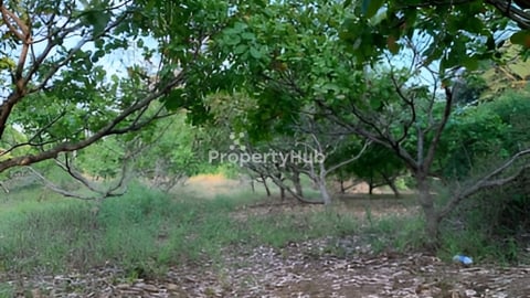 ដីចំការលក់