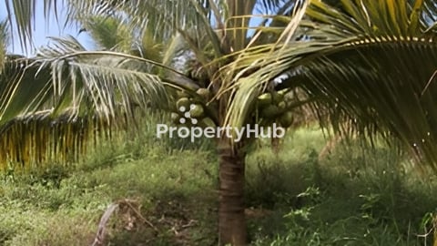 ដីចំការលក់នៅស្រុកទឹកឈូ