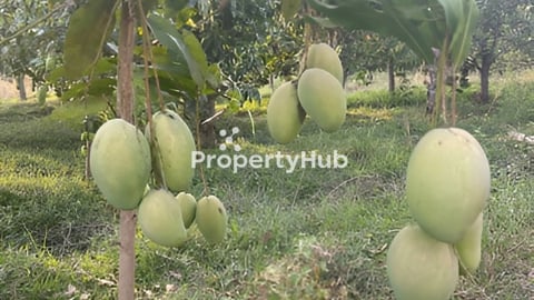 ដីជាប់ផ្ទូវទំនប់ 7 មករា