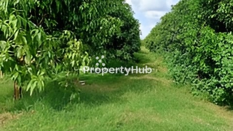 ដីចំការ លំហែរ ជាប់ ភូមិ ផ្កាត្រកួន